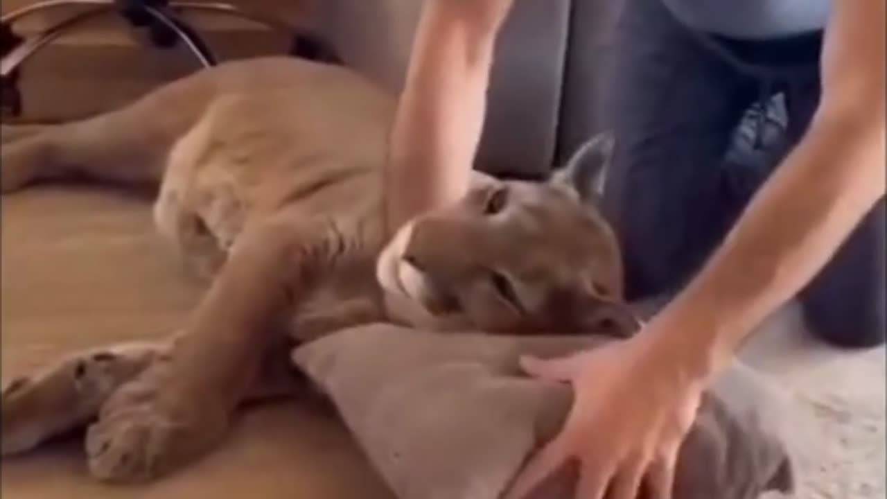 rescate-gato-montaña_catscafe247