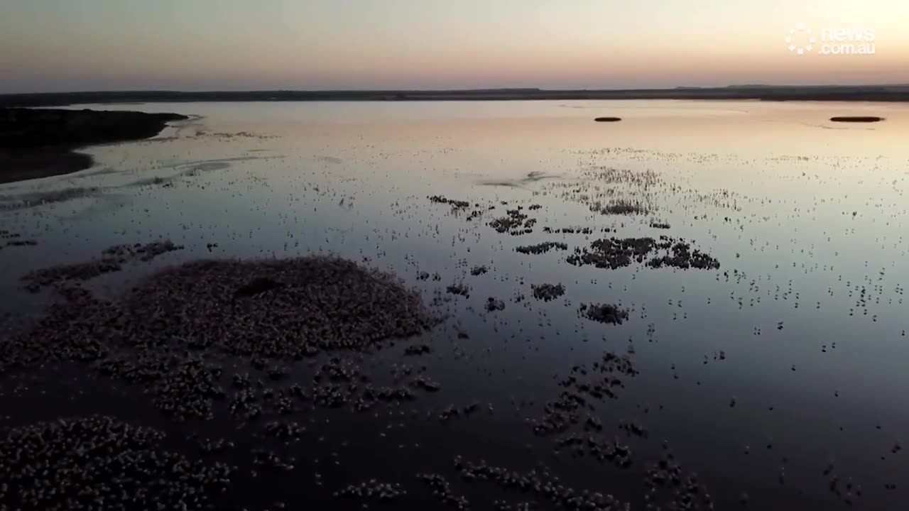African flamingos lose one of four breeding sites to sewage