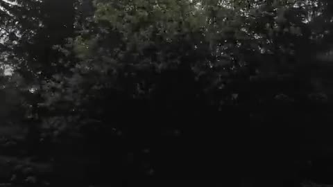 Relaxing Foggy Forest (Virtual Drive) / Rain Storm and Thunder Sounds