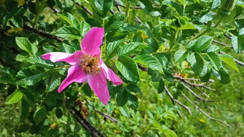 Wild Rose