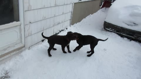 Puppies playing in the snow