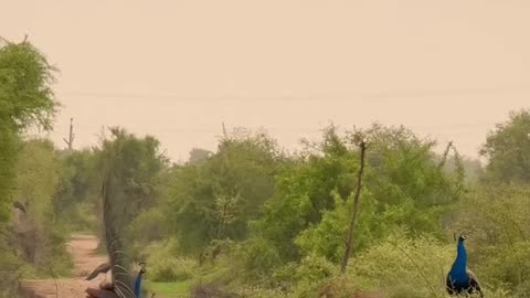 Village scenes in the month of Savan😍