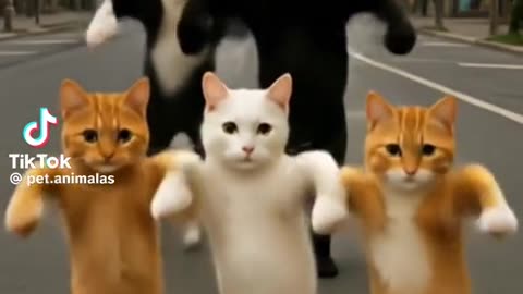 Cats fanny