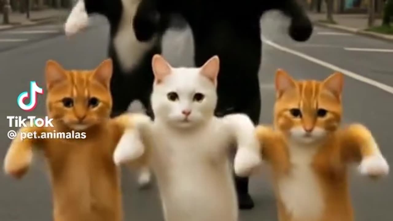 Cats fanny