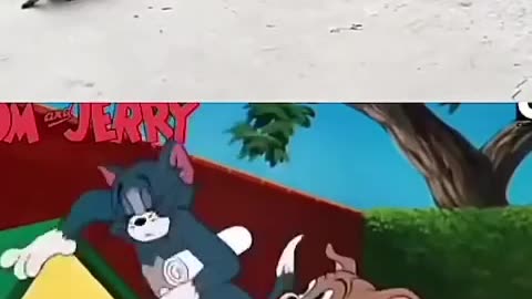 😂😂 This Animal's Antics are Too Funny! | FunFM