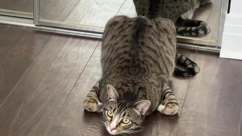 Cat Poses As Rotisserie Chicken