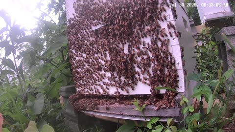 Bees on a Wednesday Morning at Sunrise