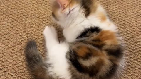 Cat： Mom, don't disturb me licking my feet.
