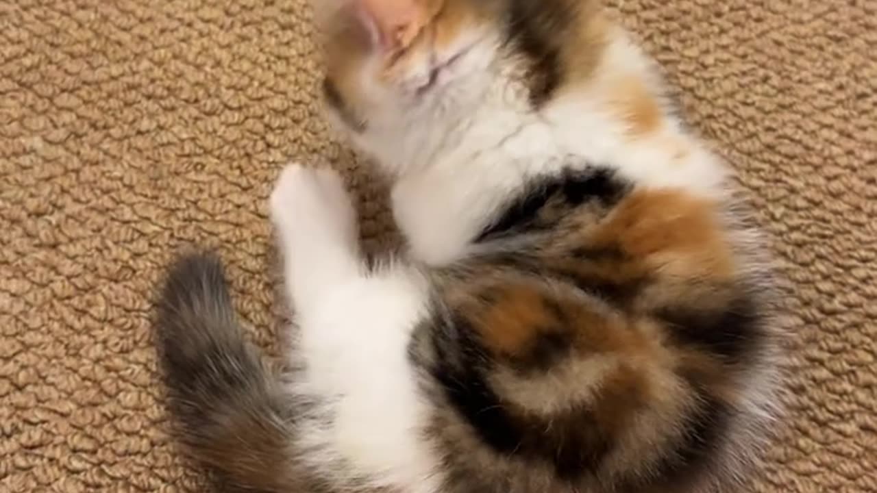Cat： Mom, don't disturb me licking my feet.