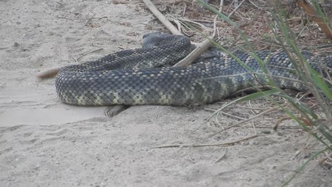 Rattlesnake at the park.