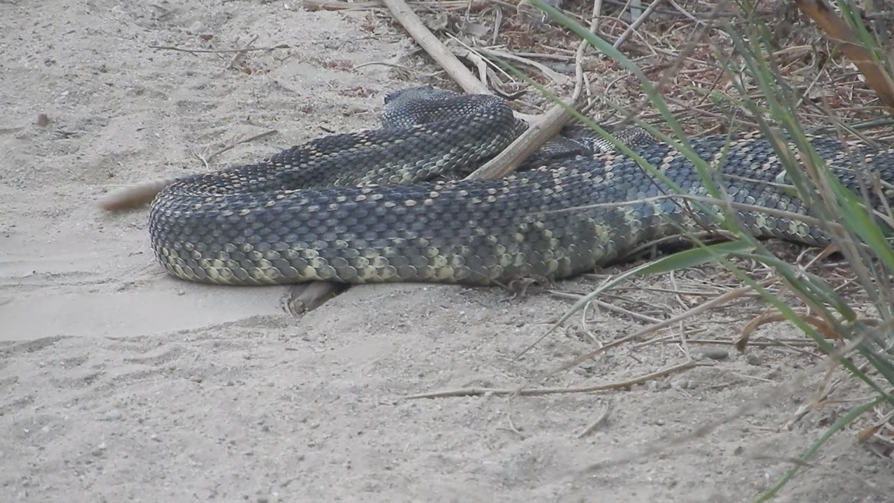 Rattlesnake at the park.