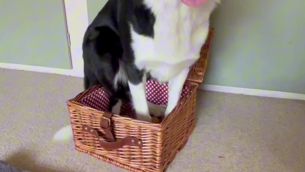 Some Have an Easter Bunny and We Have Easter Bonnie