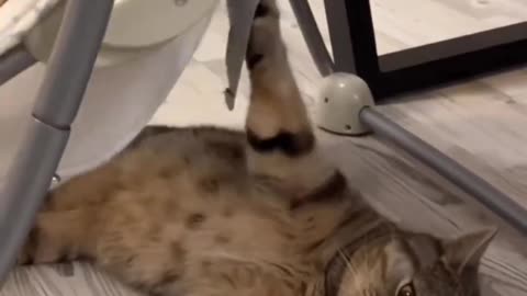 The cat is swinging the baby