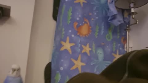 The Useful Daddeh Perch...