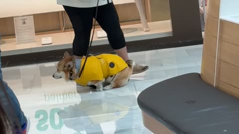 Corgi Has a Pooportunity and Takes It