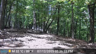 The Woods – 07/13/2025