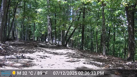 The Woods – 07/13/2025