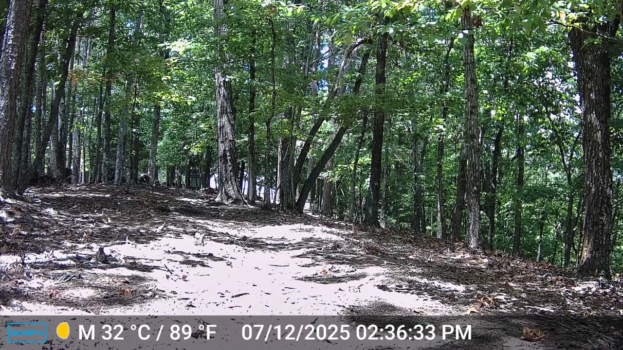 The Woods – 07/13/2025