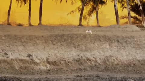 My Beautiful Village Sunset Song ❤ #maxrecords #villagelife #larkana #sindh #pakistan
