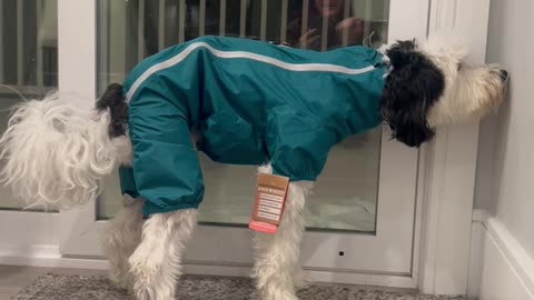 So We Got Bentley a New Snow Suit...