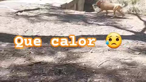 EN EL MONTE CON MI PERRA PEPA
