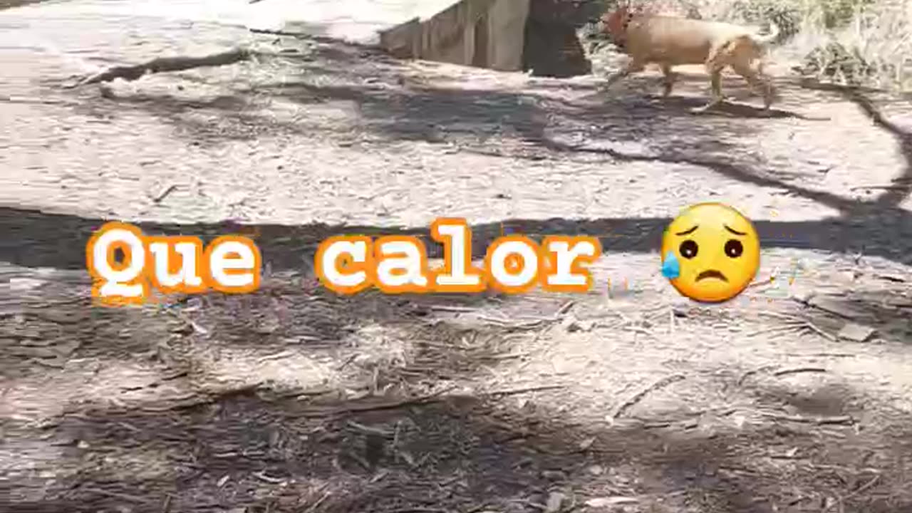 EN EL MONTE CON MI PERRA PEPA