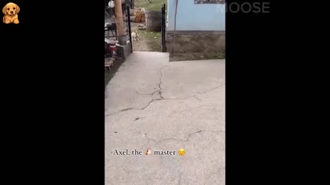 funny cat and dogs