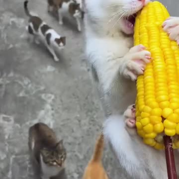 CORN VS CATS|A BUNCH OF KITTENS TRIES TO HAVE A PIECE OF CORN