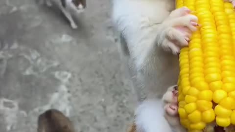 CORN VS CATS|A BUNCH OF KITTENS TRIES TO HAVE A PIECE OF CORN