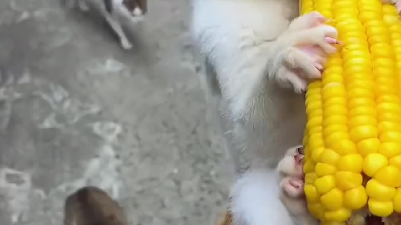 CORN VS CATS|A BUNCH OF KITTENS TRIES TO HAVE A PIECE OF CORN