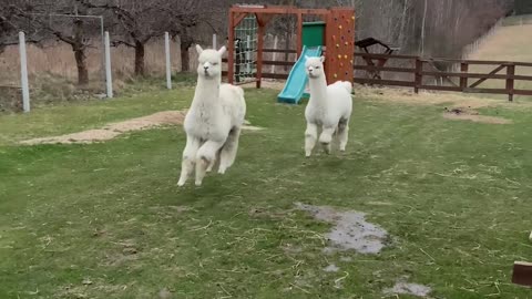 Alpacas Prance Through Backyard