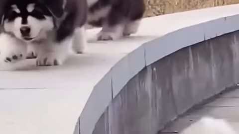 Funny cute Puppy falling down