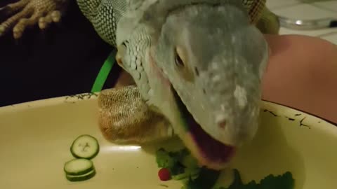 Green Iguana Eating, Clears Her Bowl! Also Shedding