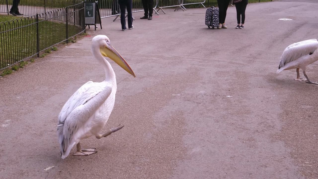 Pelicans