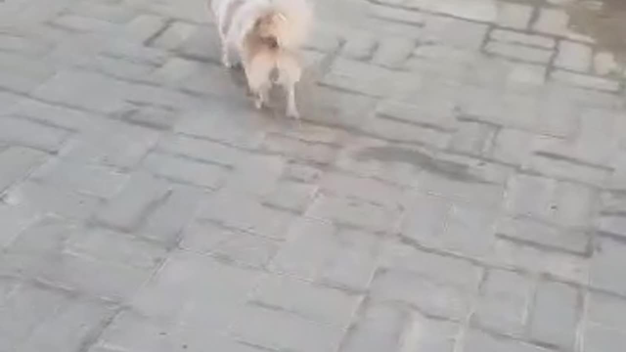 Dog Walk