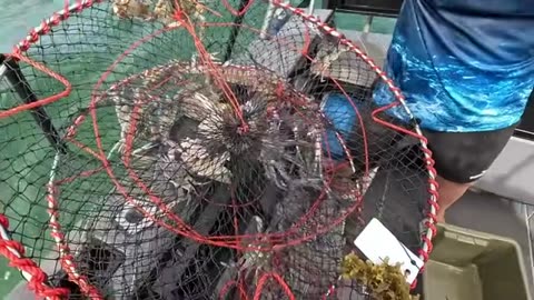CATCHING Crabs and Fishing How hard can it be-_part6