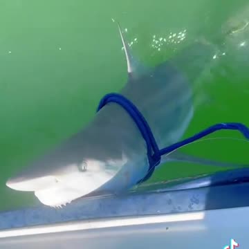 Deep Sea Fishing Comp (via:@rajinderciarlone)