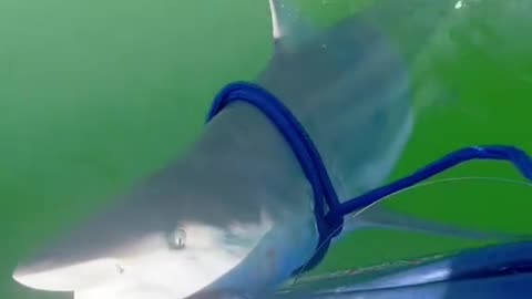Deep Sea Fishing Comp (via:@rajinderciarlone)