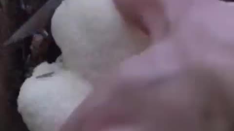 Lion’s mane is magical and they are tasty