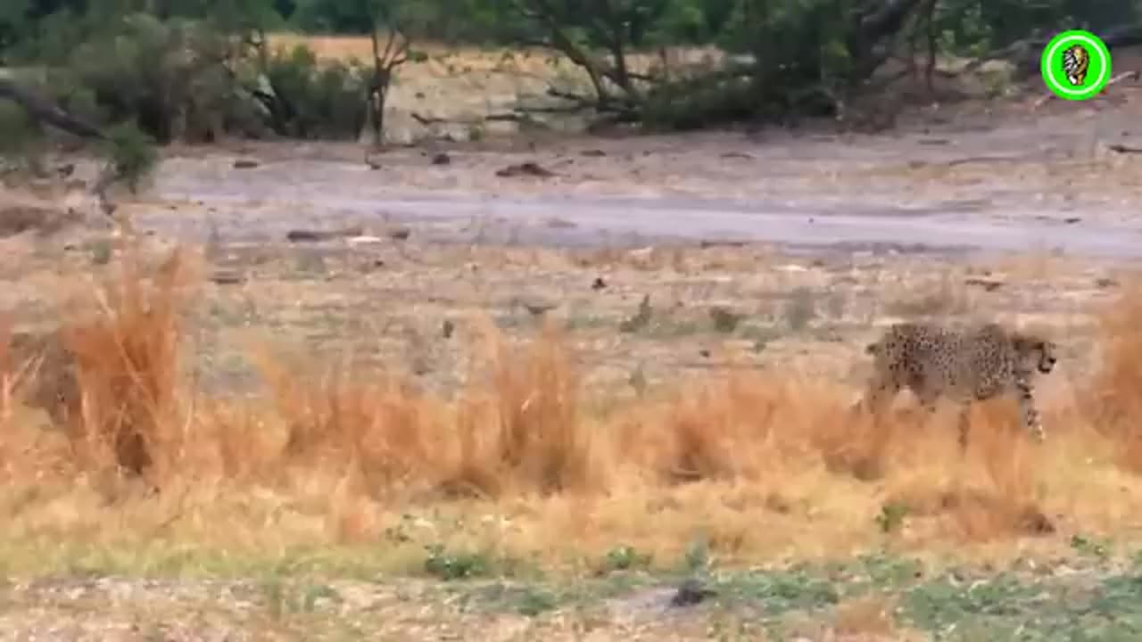 animals