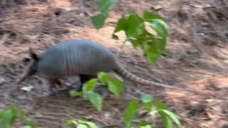Armadillo