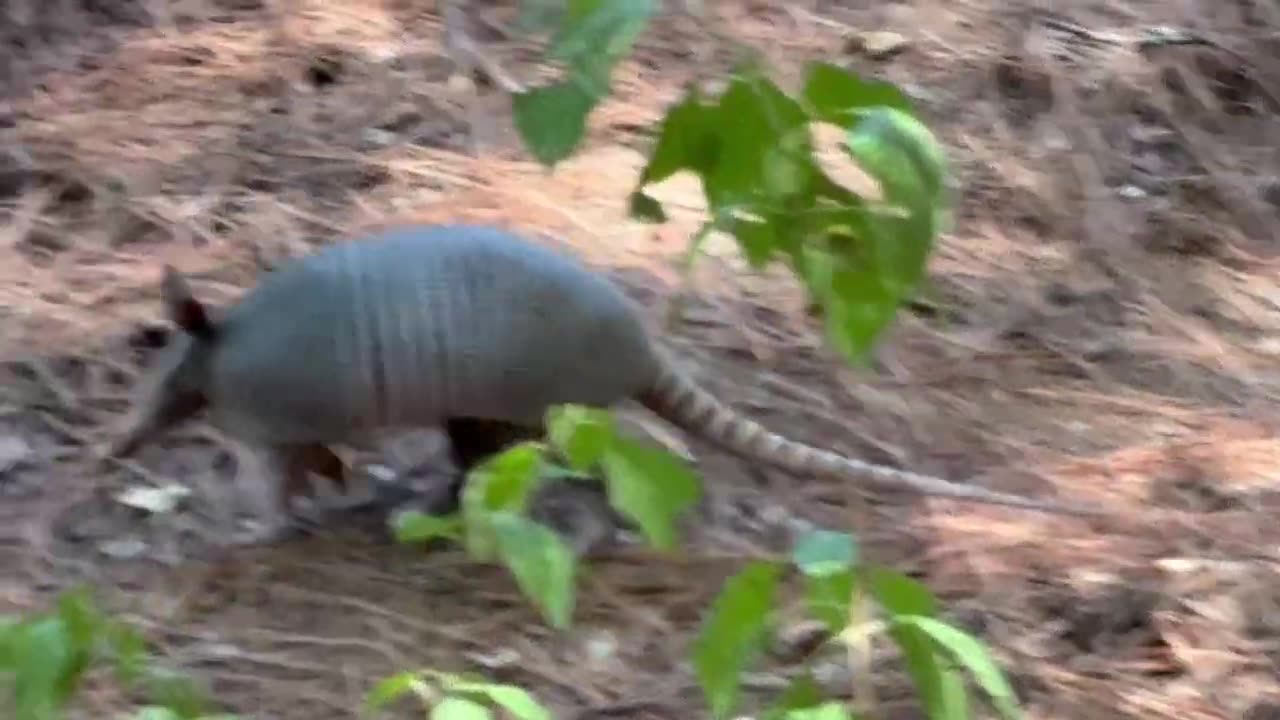 Armadillo