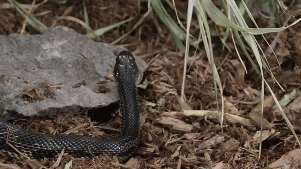 Trending: Venomous Snakes for Kids | Learn fun facts about venomous snake specie