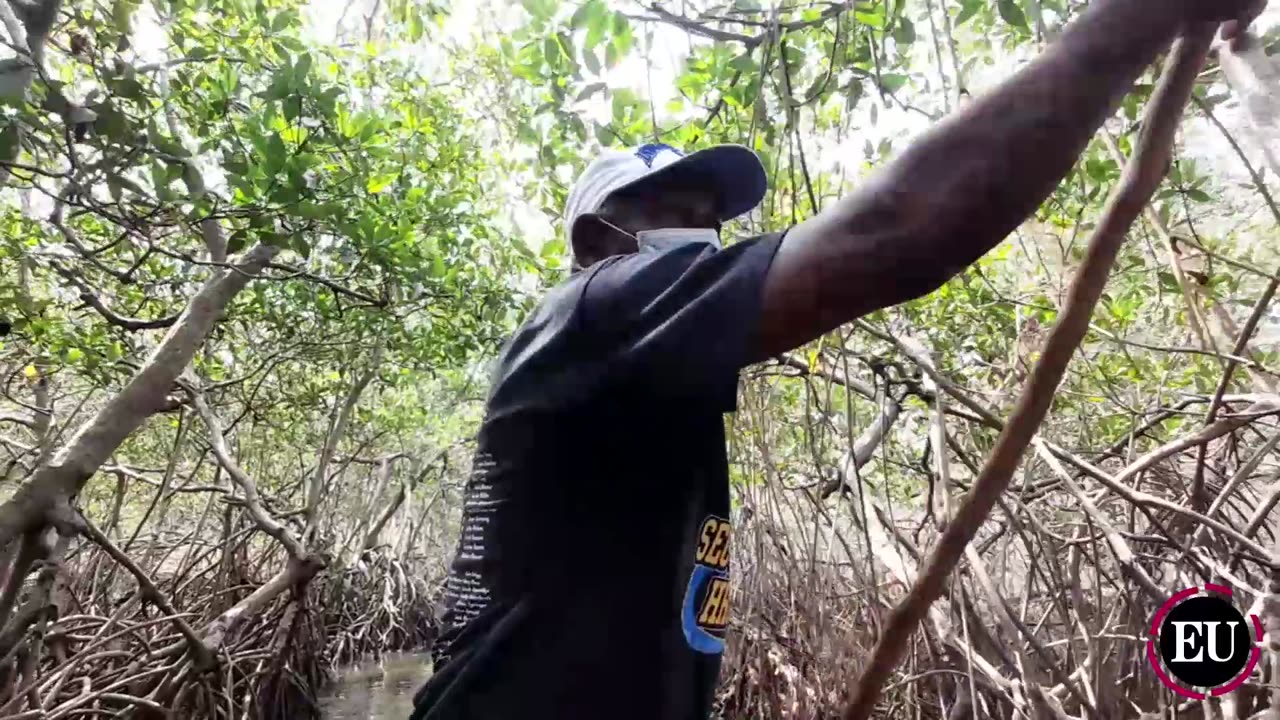 Caño de Manzanillo