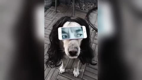 Funny video cat 🤣
