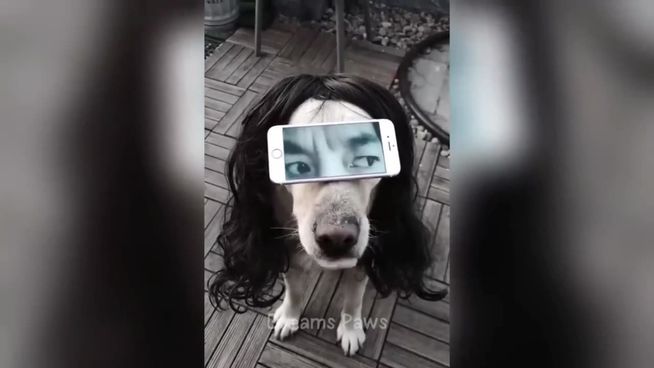 Funny video cat 🤣