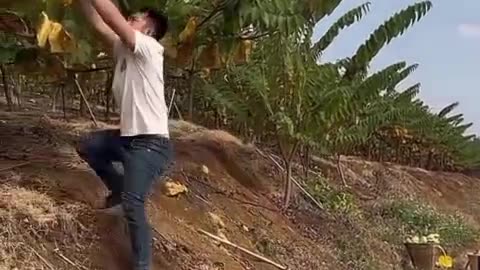 Eating Fresh Fruits in the Village | Healthy & Natural Life