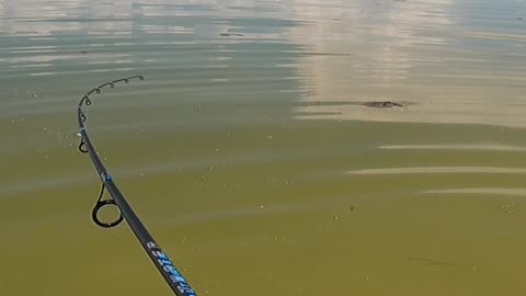 Was it a Snook or a Tarpon?