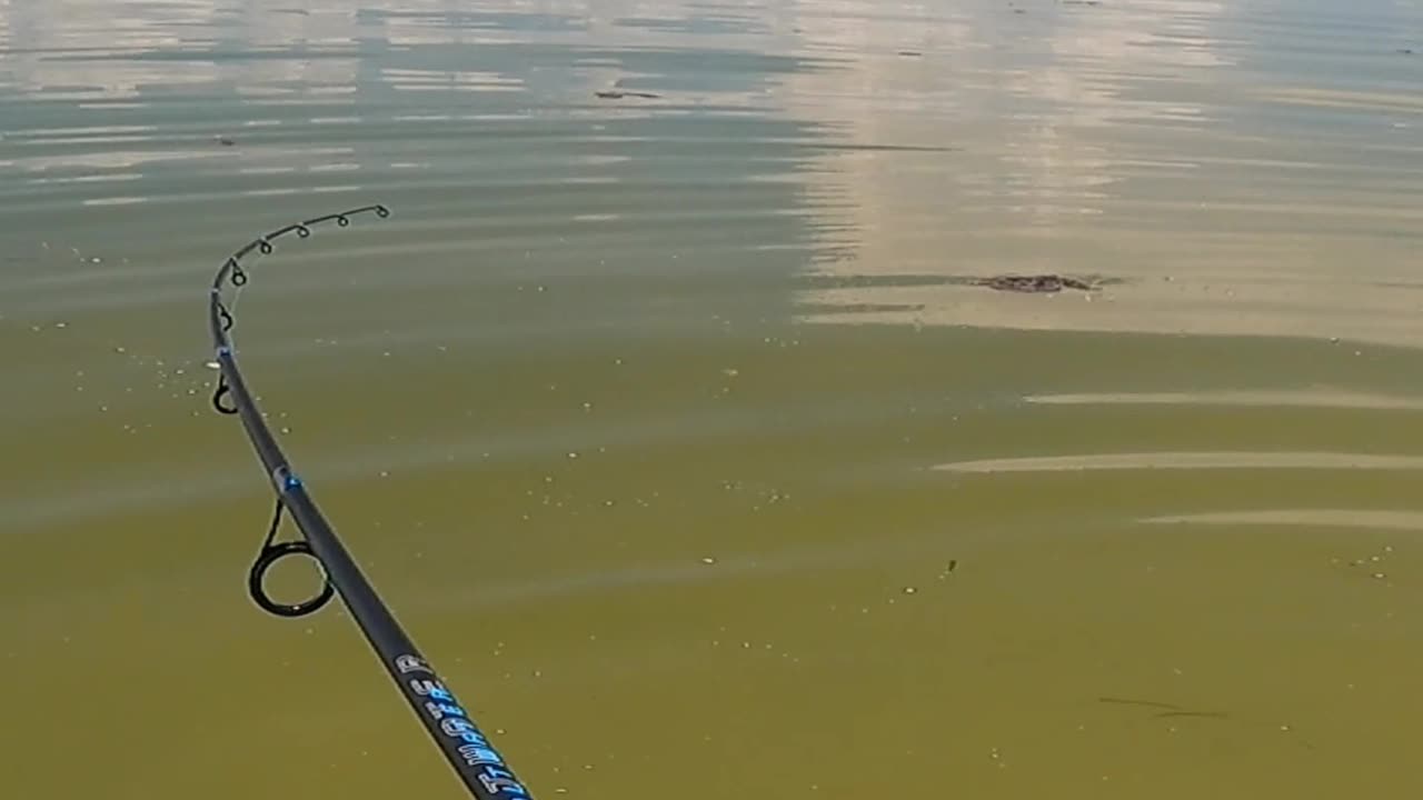 Was it a Snook or a Tarpon?