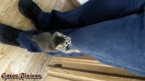 Gatitos hermosos escalando humanos! 2025. Los videos de gatos más tiernos y chistosos